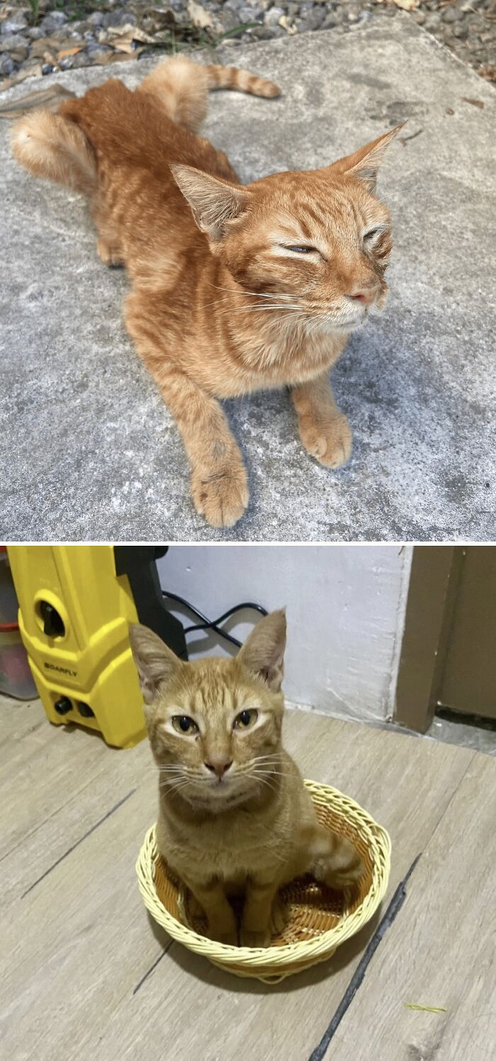 From Surviving To Living: 59 Before And After Pics Of Rescue Dogs Who Found Their Forever Homes (March Edition) From Surviving To Living: 59 Before And After Pics Of Rescue Dogs Who Found Their Forever Homes (March Edition)