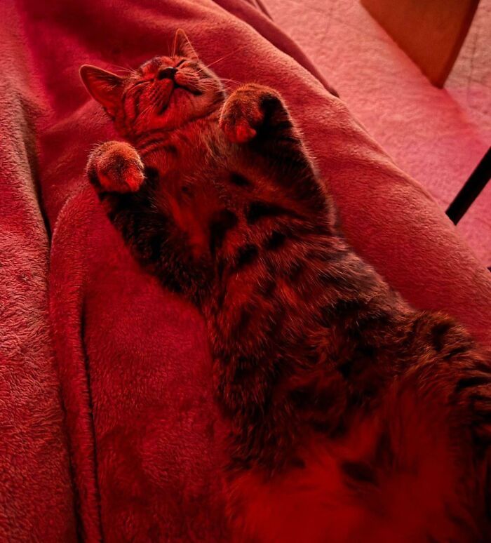 From Surviving To Living: 59 Before And After Pics Of Rescue Dogs Who Found Their Forever Homes (March Edition) From Surviving To Living: 59 Before And After Pics Of Rescue Dogs Who Found Their Forever Homes (March Edition)