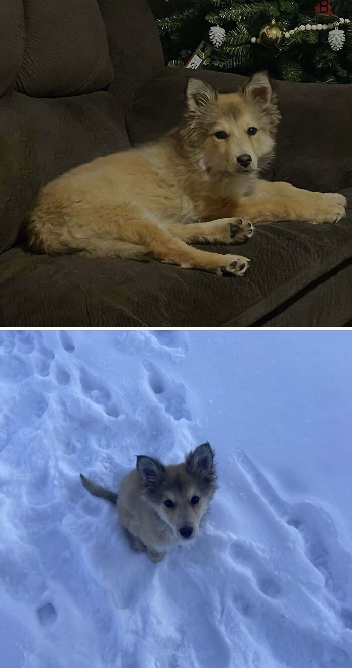 From Surviving To Living: 59 Before And After Pics Of Rescue Dogs Who Found Their Forever Homes (March Edition) From Surviving To Living: 59 Before And After Pics Of Rescue Dogs Who Found Their Forever Homes (March Edition)