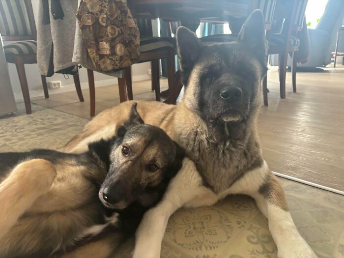 From Surviving To Living: 59 Before And After Pics Of Rescue Dogs Who Found Their Forever Homes (March Edition) From Surviving To Living: 59 Before And After Pics Of Rescue Dogs Who Found Their Forever Homes (March Edition)