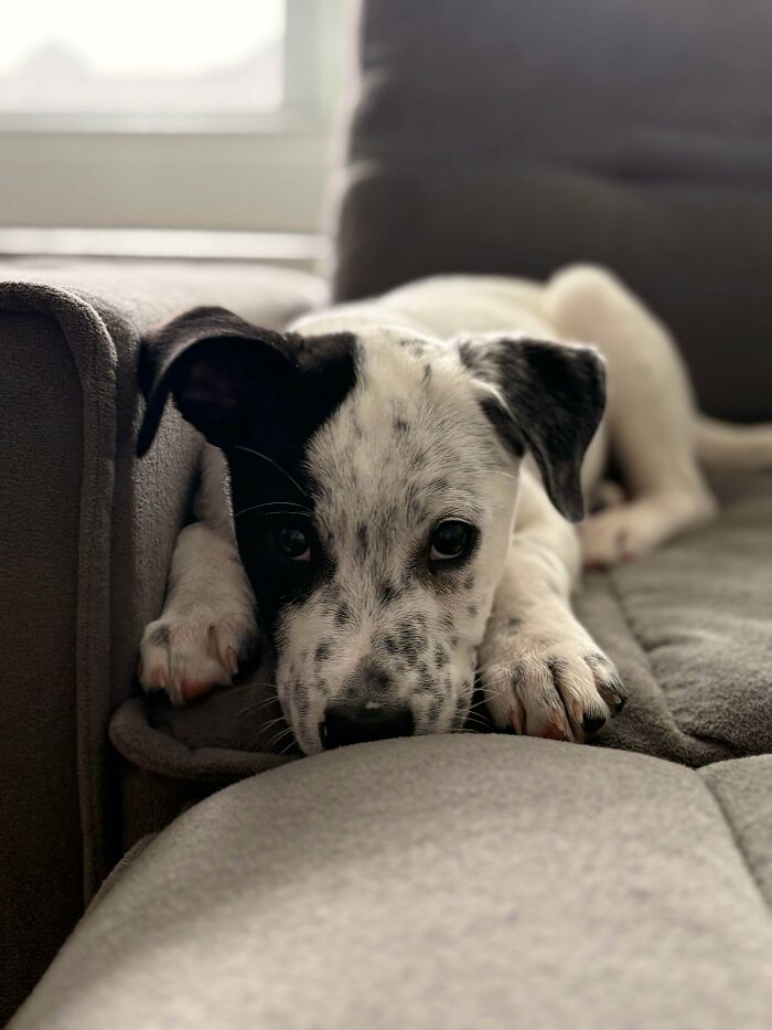 From Surviving To Living: 59 Before And After Pics Of Rescue Dogs Who Found Their Forever Homes (March Edition) From Surviving To Living: 59 Before And After Pics Of Rescue Dogs Who Found Their Forever Homes (March Edition)