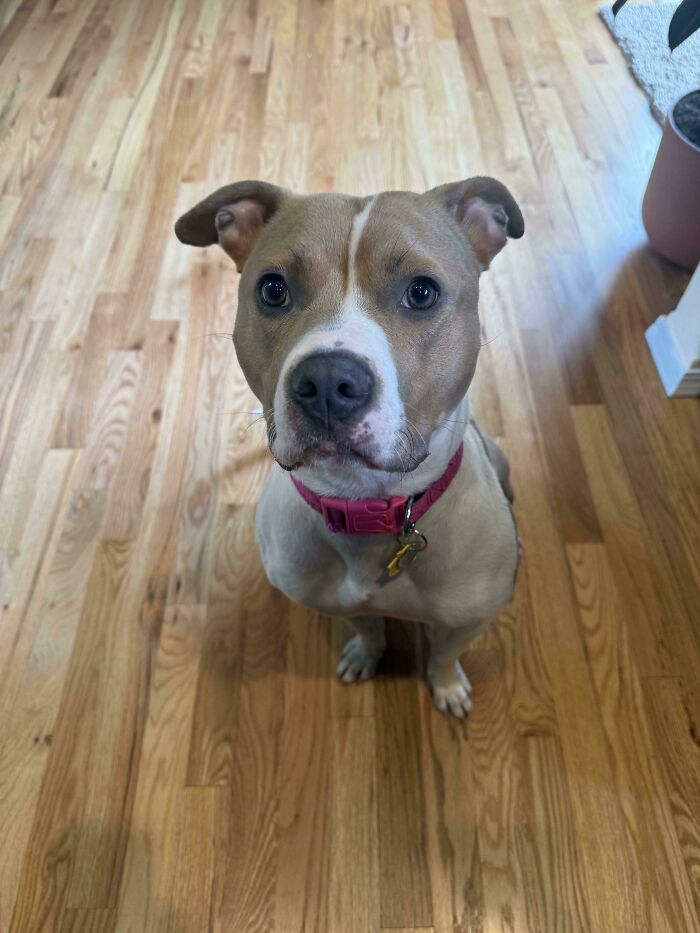 From Surviving To Living: 59 Before And After Pics Of Rescue Dogs Who Found Their Forever Homes (March Edition) From Surviving To Living: 59 Before And After Pics Of Rescue Dogs Who Found Their Forever Homes (March Edition)