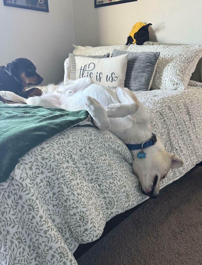 From Surviving To Living: 59 Before And After Pics Of Rescue Dogs Who Found Their Forever Homes (March Edition) From Surviving To Living: 59 Before And After Pics Of Rescue Dogs Who Found Their Forever Homes (March Edition)