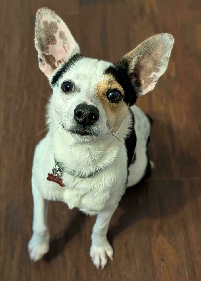 From Surviving To Living: 59 Before And After Pics Of Rescue Dogs Who Found Their Forever Homes (March Edition) From Surviving To Living: 59 Before And After Pics Of Rescue Dogs Who Found Their Forever Homes (March Edition)