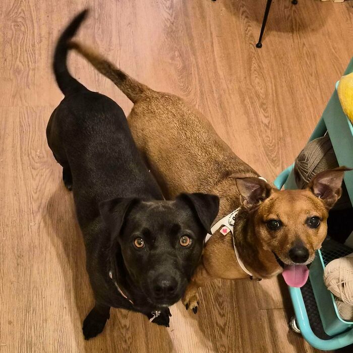 From Surviving To Living: 59 Before And After Pics Of Rescue Dogs Who Found Their Forever Homes (March Edition) From Surviving To Living: 59 Before And After Pics Of Rescue Dogs Who Found Their Forever Homes (March Edition)