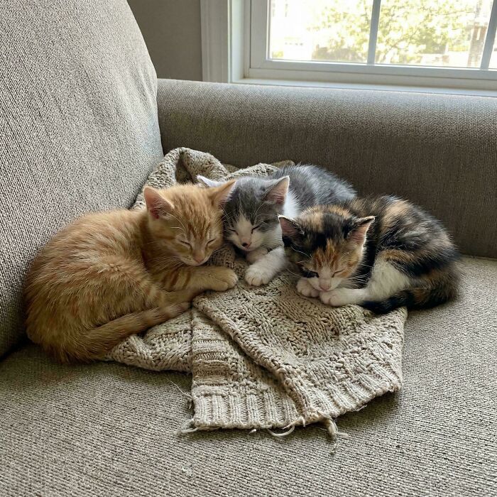 From Surviving To Living: 59 Before And After Pics Of Rescue Dogs Who Found Their Forever Homes (March Edition) From Surviving To Living: 59 Before And After Pics Of Rescue Dogs Who Found Their Forever Homes (March Edition)