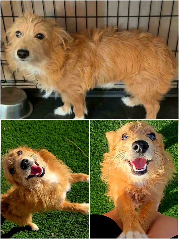 From Surviving To Living: 59 Before And After Pics Of Rescue Dogs Who Found Their Forever Homes (March Edition) From Surviving To Living: 59 Before And After Pics Of Rescue Dogs Who Found Their Forever Homes (March Edition)