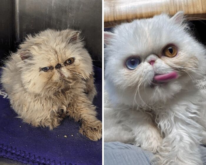 From Surviving To Living: 59 Before And After Pics Of Rescue Dogs Who Found Their Forever Homes (March Edition) From Surviving To Living: 59 Before And After Pics Of Rescue Dogs Who Found Their Forever Homes (March Edition)