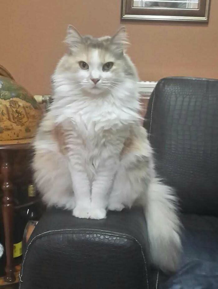 From Surviving To Living: 59 Before And After Pics Of Rescue Dogs Who Found Their Forever Homes (March Edition) From Surviving To Living: 59 Before And After Pics Of Rescue Dogs Who Found Their Forever Homes (March Edition)