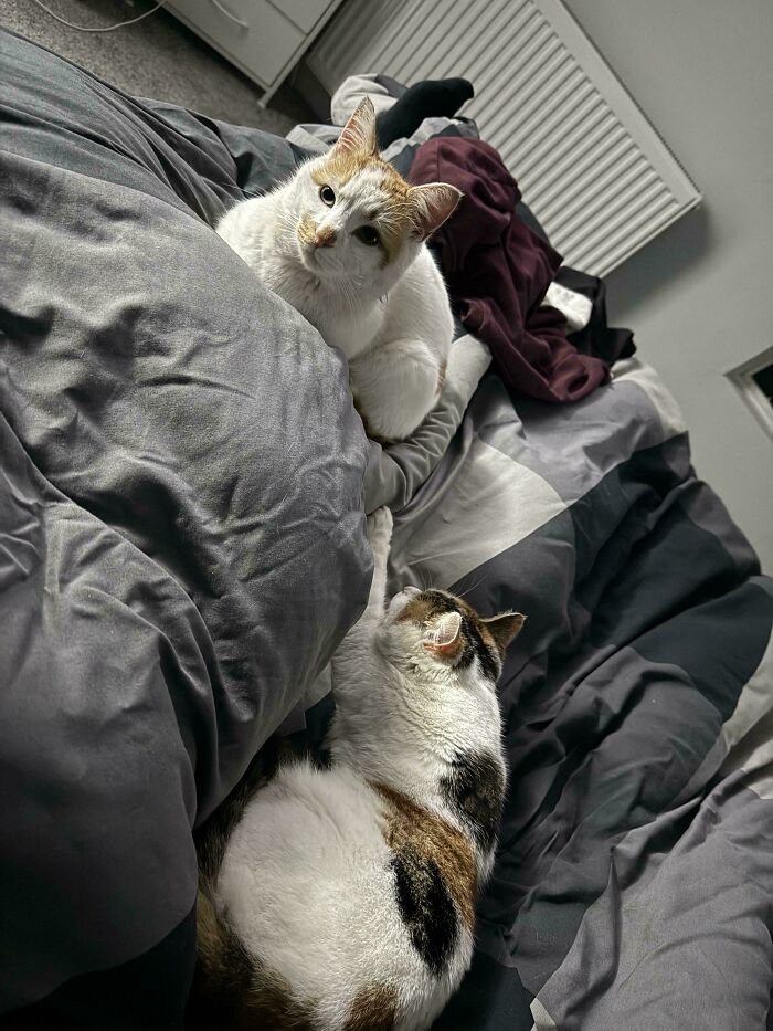 From Surviving To Living: 59 Before And After Pics Of Rescue Dogs Who Found Their Forever Homes (March Edition) From Surviving To Living: 59 Before And After Pics Of Rescue Dogs Who Found Their Forever Homes (March Edition)