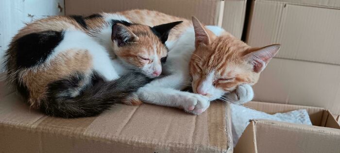 From Surviving To Living: 59 Before And After Pics Of Rescue Dogs Who Found Their Forever Homes (March Edition) From Surviving To Living: 59 Before And After Pics Of Rescue Dogs Who Found Their Forever Homes (March Edition)