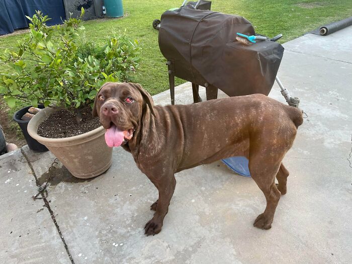 From Surviving To Living: 59 Before And After Pics Of Rescue Dogs Who Found Their Forever Homes (March Edition) From Surviving To Living: 59 Before And After Pics Of Rescue Dogs Who Found Their Forever Homes (March Edition)