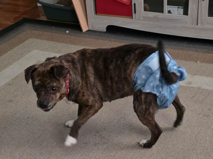 From Surviving To Living: 59 Before And After Pics Of Rescue Dogs Who Found Their Forever Homes (March Edition) From Surviving To Living: 59 Before And After Pics Of Rescue Dogs Who Found Their Forever Homes (March Edition)