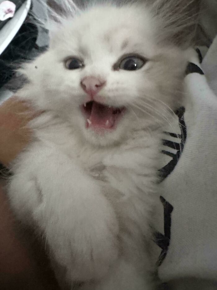 From Surviving To Living: 59 Before And After Pics Of Rescue Dogs Who Found Their Forever Homes (March Edition) From Surviving To Living: 59 Before And After Pics Of Rescue Dogs Who Found Their Forever Homes (March Edition)