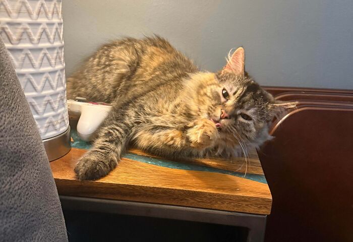 From Surviving To Living: 59 Before And After Pics Of Rescue Dogs Who Found Their Forever Homes (March Edition) From Surviving To Living: 59 Before And After Pics Of Rescue Dogs Who Found Their Forever Homes (March Edition)