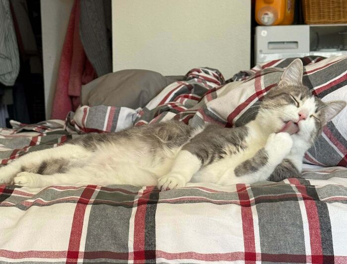 From Surviving To Living: 59 Before And After Pics Of Rescue Dogs Who Found Their Forever Homes (March Edition) From Surviving To Living: 59 Before And After Pics Of Rescue Dogs Who Found Their Forever Homes (March Edition)