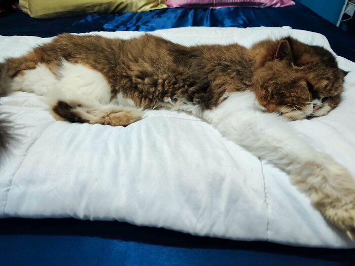 From Surviving To Living: 59 Before And After Pics Of Rescue Dogs Who Found Their Forever Homes (March Edition) From Surviving To Living: 59 Before And After Pics Of Rescue Dogs Who Found Their Forever Homes (March Edition)