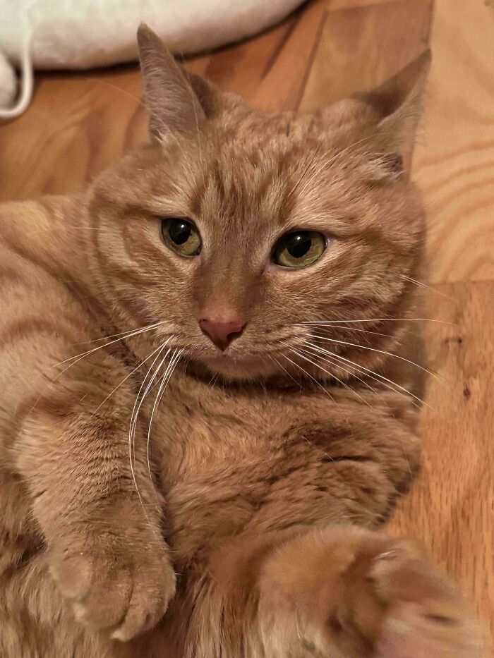 From Surviving To Living: 59 Before And After Pics Of Rescue Dogs Who Found Their Forever Homes (March Edition) From Surviving To Living: 59 Before And After Pics Of Rescue Dogs Who Found Their Forever Homes (March Edition)