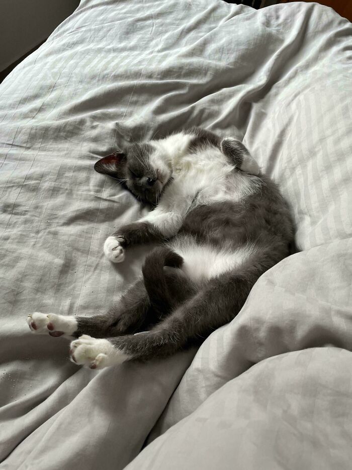 From Surviving To Living: 59 Before And After Pics Of Rescue Dogs Who Found Their Forever Homes (March Edition) From Surviving To Living: 59 Before And After Pics Of Rescue Dogs Who Found Their Forever Homes (March Edition)