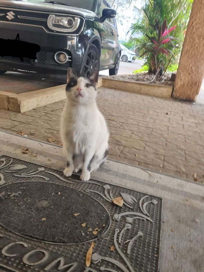 From Surviving To Living: 59 Before And After Pics Of Rescue Dogs Who Found Their Forever Homes (March Edition) From Surviving To Living: 59 Before And After Pics Of Rescue Dogs Who Found Their Forever Homes (March Edition)