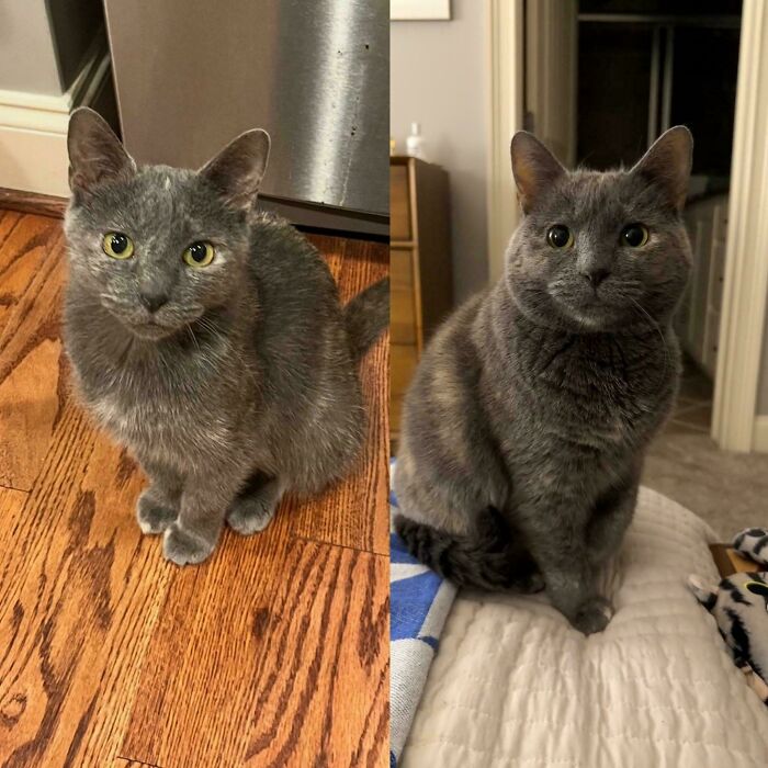 From Surviving To Living: 59 Before And After Pics Of Rescue Dogs Who Found Their Forever Homes (March Edition) From Surviving To Living: 59 Before And After Pics Of Rescue Dogs Who Found Their Forever Homes (March Edition)