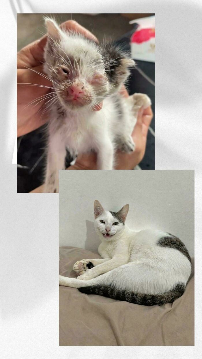 From Surviving To Living: 59 Before And After Pics Of Rescue Dogs Who Found Their Forever Homes (March Edition) From Surviving To Living: 59 Before And After Pics Of Rescue Dogs Who Found Their Forever Homes (March Edition)