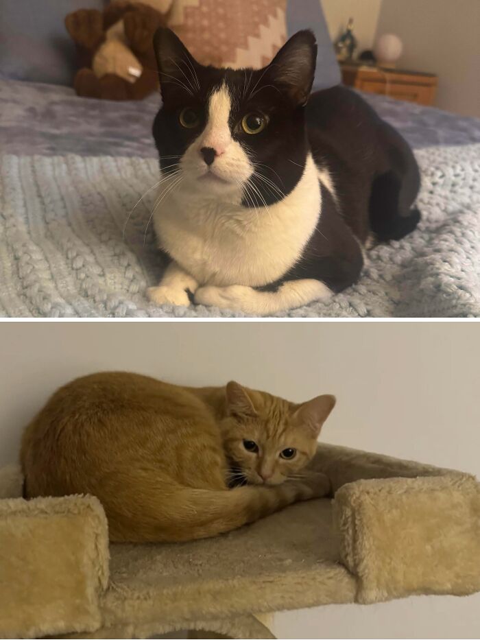 From Surviving To Living: 59 Before And After Pics Of Rescue Dogs Who Found Their Forever Homes (March Edition) From Surviving To Living: 59 Before And After Pics Of Rescue Dogs Who Found Their Forever Homes (March Edition)