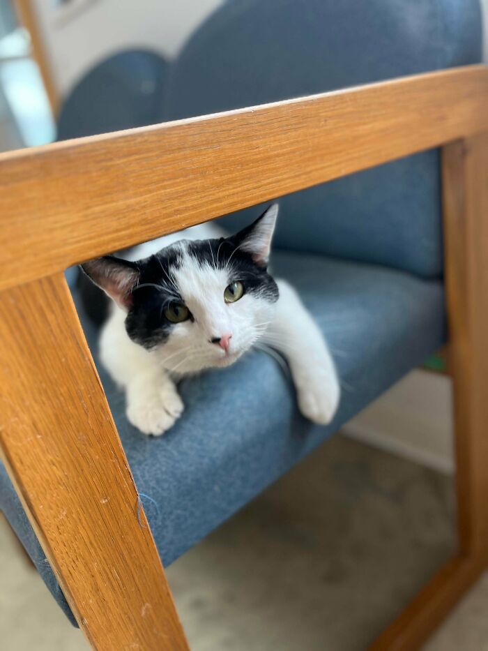 From Surviving To Living: 59 Before And After Pics Of Rescue Dogs Who Found Their Forever Homes (March Edition) From Surviving To Living: 59 Before And After Pics Of Rescue Dogs Who Found Their Forever Homes (March Edition)