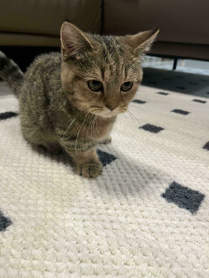 From Surviving To Living: 59 Before And After Pics Of Rescue Dogs Who Found Their Forever Homes (March Edition) From Surviving To Living: 59 Before And After Pics Of Rescue Dogs Who Found Their Forever Homes (March Edition)