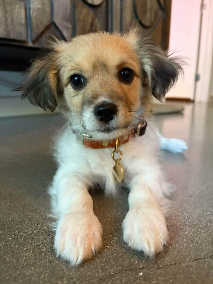 From Surviving To Living: 59 Before And After Pics Of Rescue Dogs Who Found Their Forever Homes (March Edition) From Surviving To Living: 59 Before And After Pics Of Rescue Dogs Who Found Their Forever Homes (March Edition)