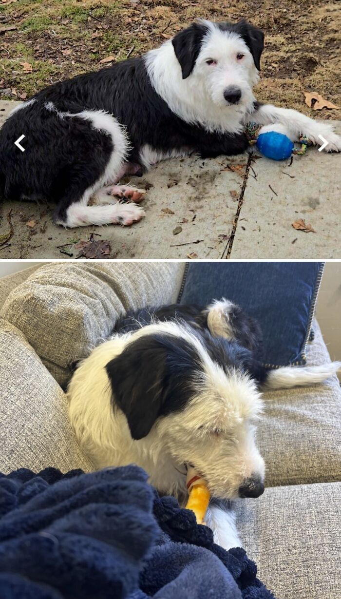 From Surviving To Living: 59 Before And After Pics Of Rescue Dogs Who Found Their Forever Homes (March Edition) From Surviving To Living: 59 Before And After Pics Of Rescue Dogs Who Found Their Forever Homes (March Edition)
