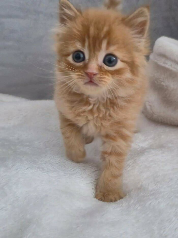 From Surviving To Living: 59 Before And After Pics Of Rescue Dogs Who Found Their Forever Homes (March Edition) From Surviving To Living: 59 Before And After Pics Of Rescue Dogs Who Found Their Forever Homes (March Edition)