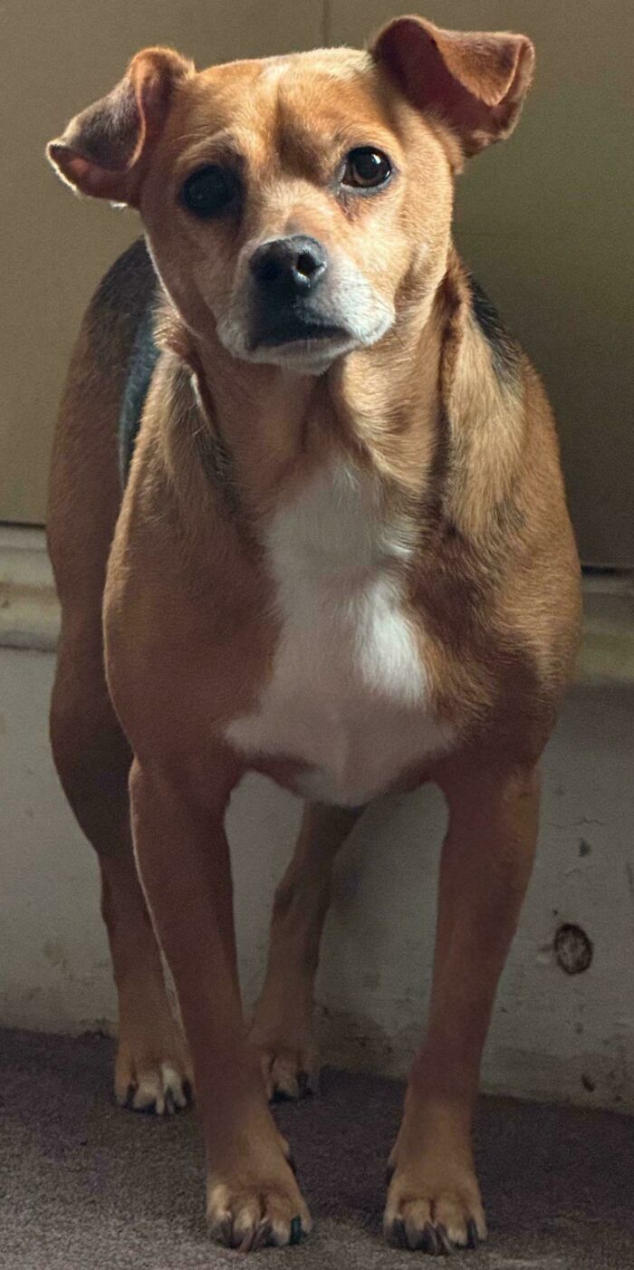 From Surviving To Living: 59 Before And After Pics Of Rescue Dogs Who Found Their Forever Homes (March Edition) From Surviving To Living: 59 Before And After Pics Of Rescue Dogs Who Found Their Forever Homes (March Edition)