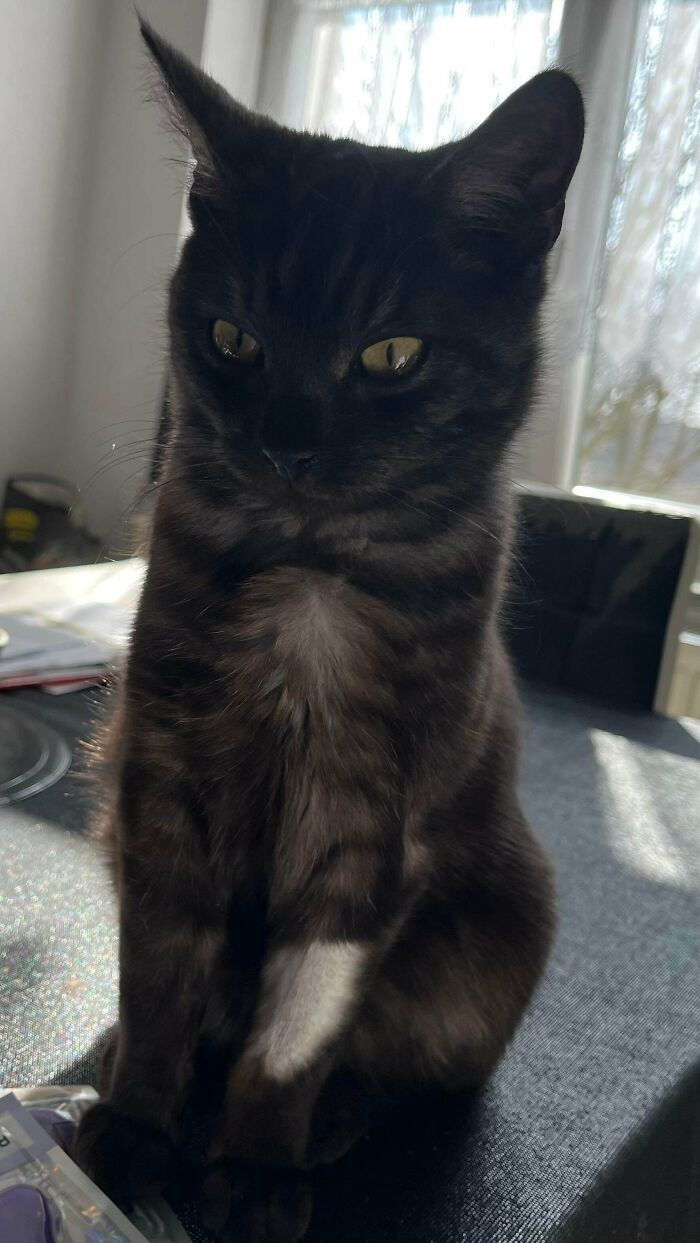 From Surviving To Living: 59 Before And After Pics Of Rescue Dogs Who Found Their Forever Homes (March Edition) From Surviving To Living: 59 Before And After Pics Of Rescue Dogs Who Found Their Forever Homes (March Edition)