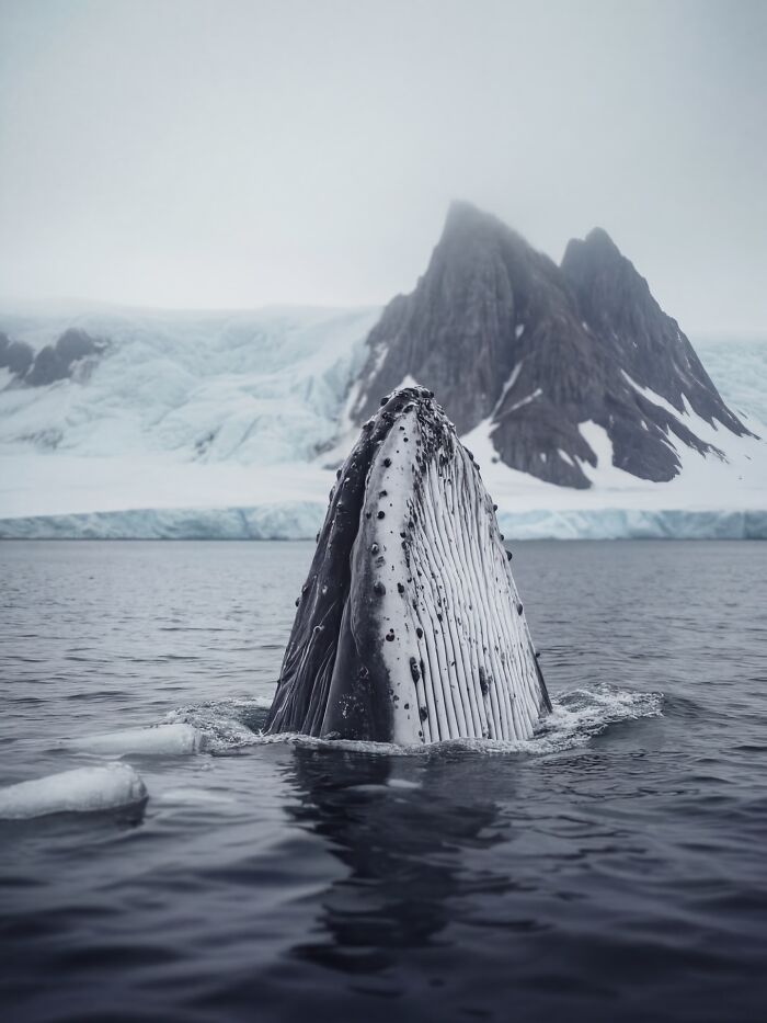 This Photographer Created 40 Unreal Landscapes And Wildlife Scenes Using AI