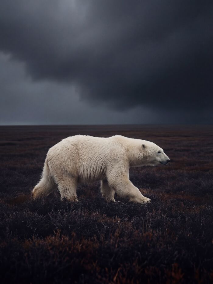 This Photographer Created 40 Unreal Landscapes And Wildlife Scenes Using AI