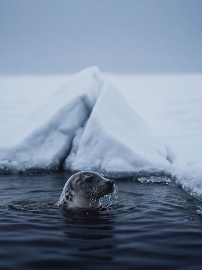 This Photographer Created 40 Unreal Landscapes And Wildlife Scenes Using AI