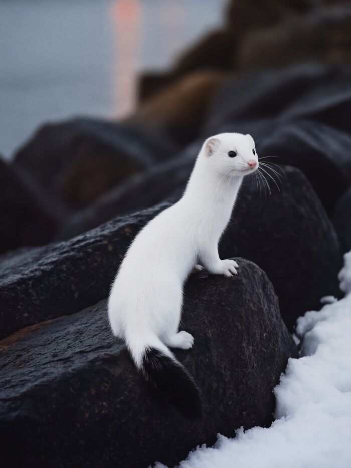 This Photographer Created 40 Unreal Landscapes And Wildlife Scenes Using AI