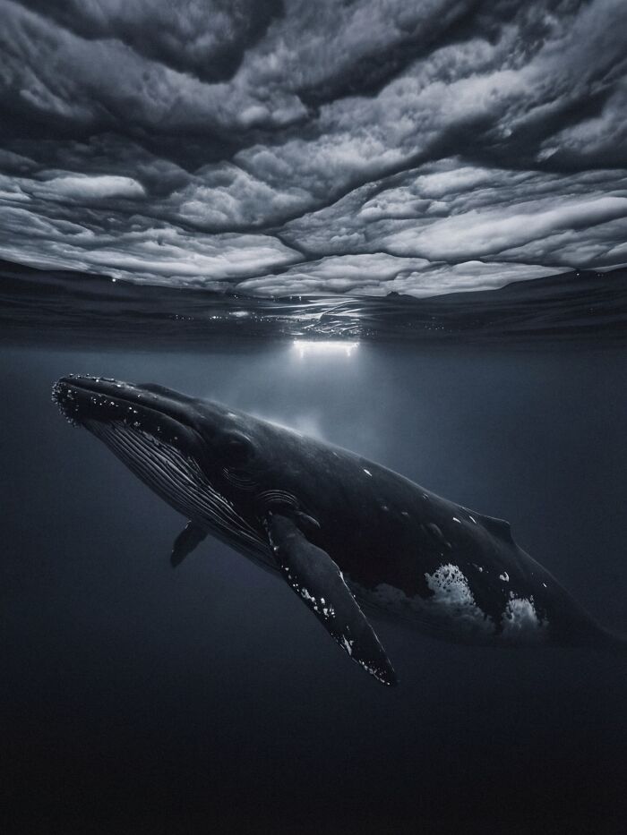 This Photographer Created 40 Unreal Landscapes And Wildlife Scenes Using AI