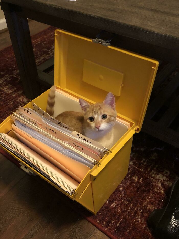 53 Times Cats Got Into Places That Are Not For Them 53 Times Cats Got Into Places That Are Not For Them