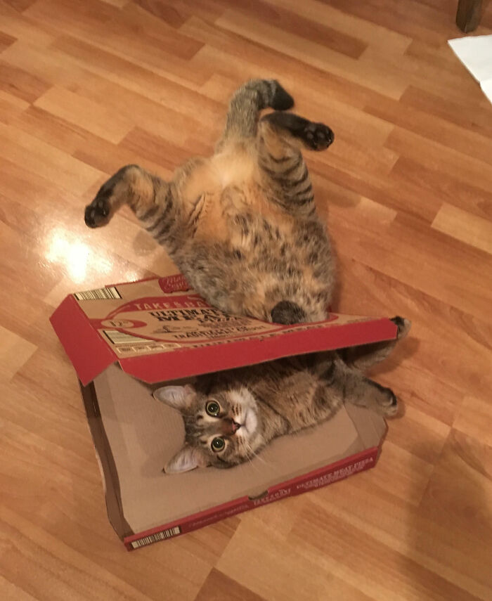 53 Times Cats Got Into Places That Are Not For Them 53 Times Cats Got Into Places That Are Not For Them