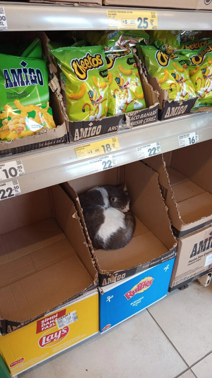 53 Times Cats Got Into Places That Are Not For Them 53 Times Cats Got Into Places That Are Not For Them