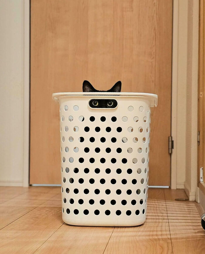 53 Times Cats Got Into Places That Are Not For Them 53 Times Cats Got Into Places That Are Not For Them