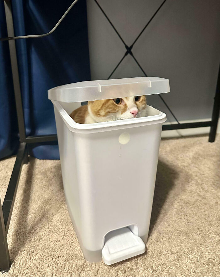 53 Times Cats Got Into Places That Are Not For Them 53 Times Cats Got Into Places That Are Not For Them