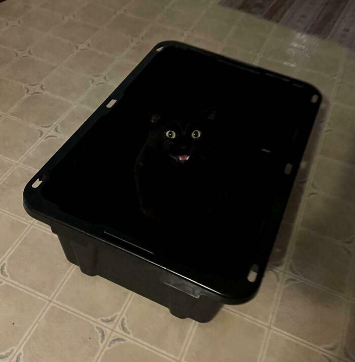 53 Times Cats Got Into Places That Are Not For Them 53 Times Cats Got Into Places That Are Not For Them