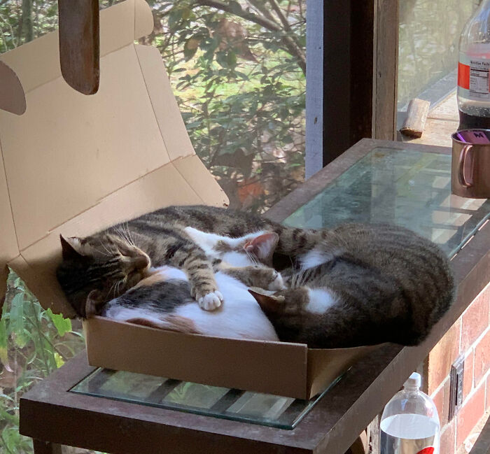 53 Times Cats Got Into Places That Are Not For Them 53 Times Cats Got Into Places That Are Not For Them