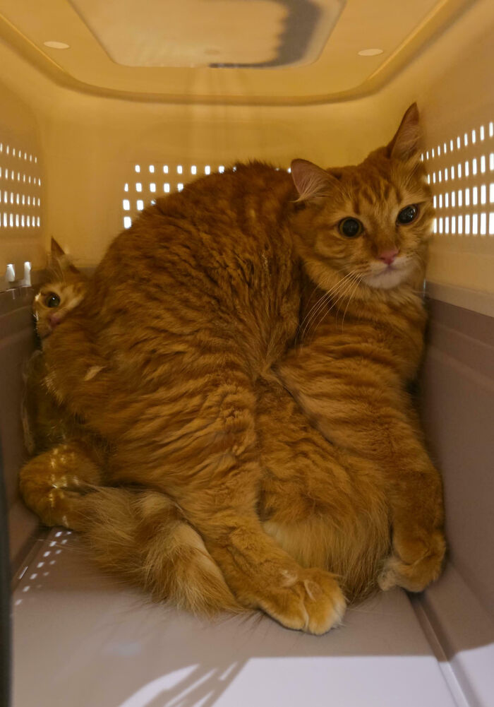 53 Times Cats Got Into Places That Are Not For Them 53 Times Cats Got Into Places That Are Not For Them