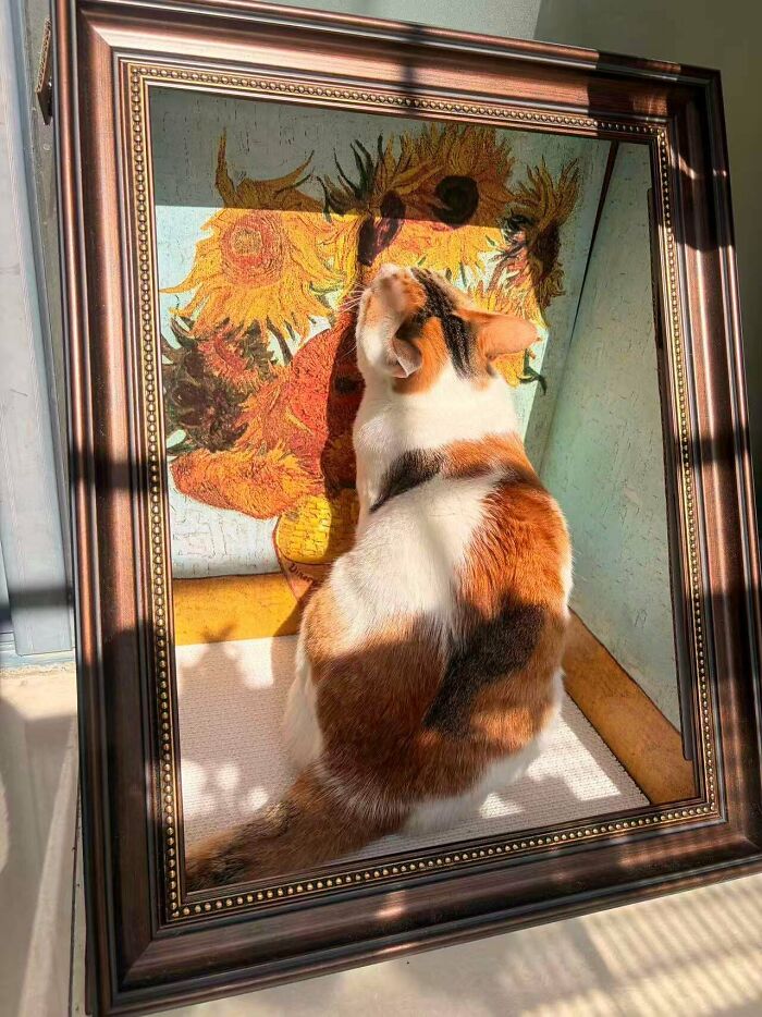 53 Times Cats Got Into Places That Are Not For Them 53 Times Cats Got Into Places That Are Not For Them