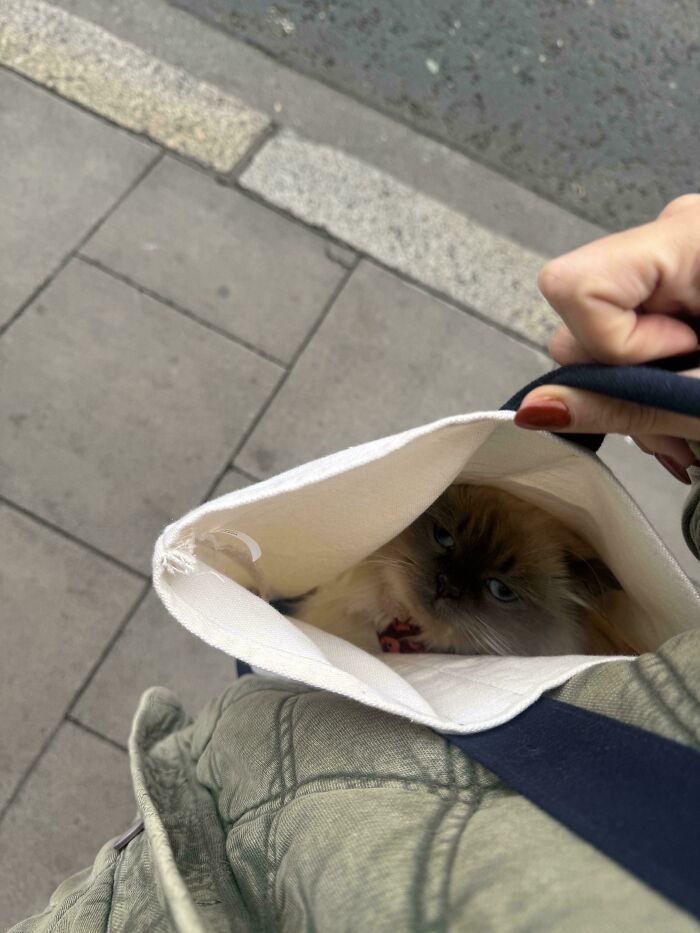 53 Times Cats Got Into Places That Are Not For Them 53 Times Cats Got Into Places That Are Not For Them