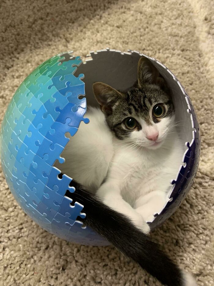 53 Times Cats Got Into Places That Are Not For Them 53 Times Cats Got Into Places That Are Not For Them